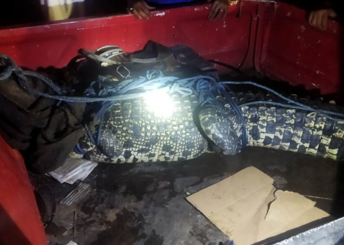 Kerap Hantui Warga Sukaraja, Buaya Sepanjang Tiga Meter Akhirnya Tertangkap