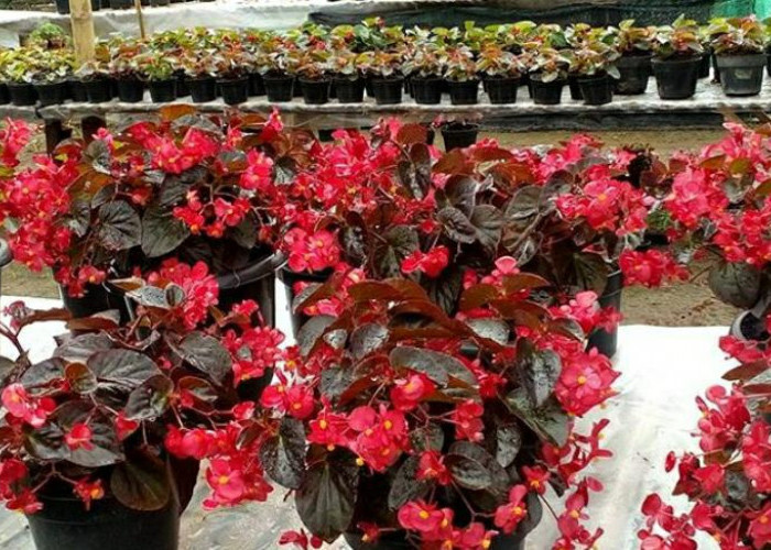 Fakta Dibalik Mitos Tanaman Begonia yang Konon Bisa Membawa Keberuntungan