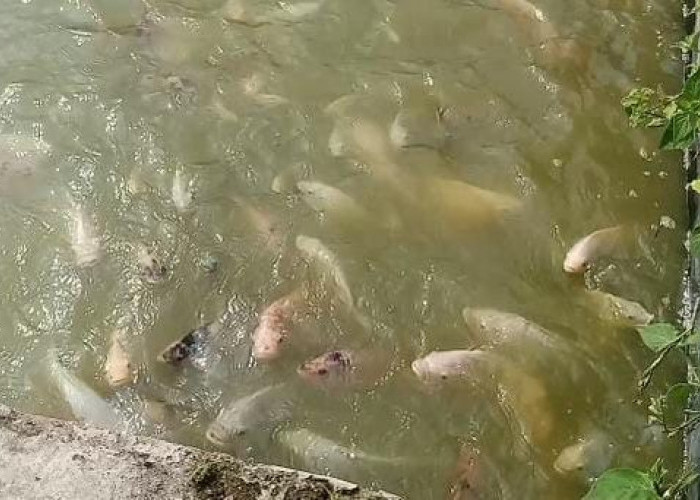 Banyak Diburu, Benih Ikan Nila Jenis Nirwana dan Monosex Dikembangkan dengan Baik