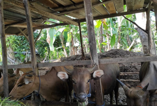 Luar Biasa, Jumlah Sapi di Mesuji Bisa Segini