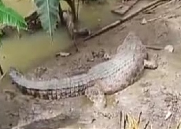 Buaya Mulai Ancam Ternak Warga di Semaka, Camat Ingatkan Jangan Beraktivitas di Sungai