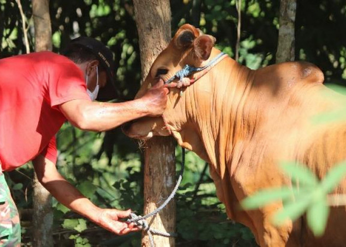 Pemkab Mesuji Bakal Distribusikan 28 Sapi Kurban saat Hari Raya Idul Adha 2024