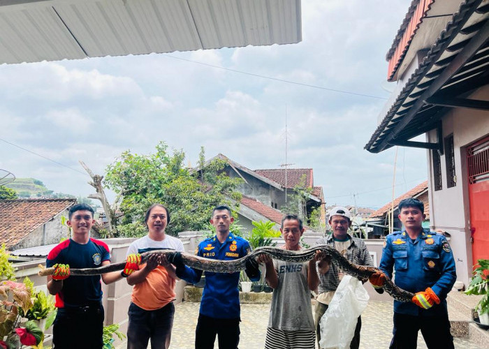 Dramatis, Ular Sanca Empat Meter Dievakuasi Dari Saluran Air Kamar Mandi Warga
