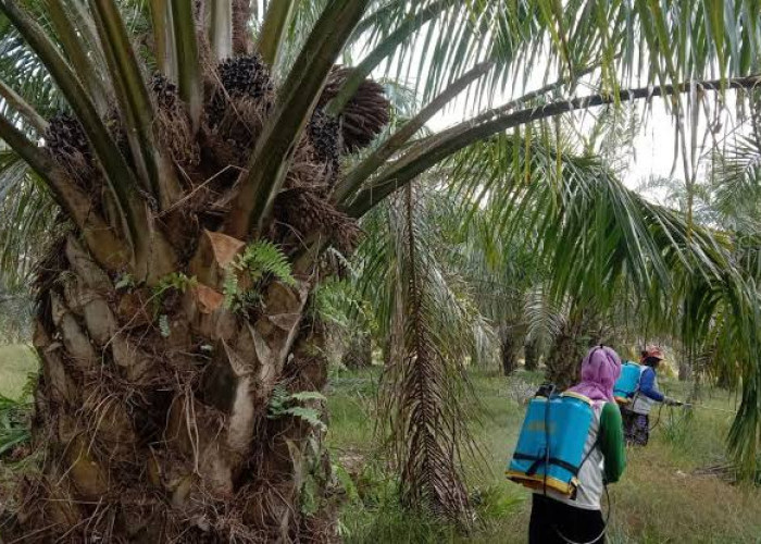 Harga Sawit di Mesuji Lampung Stabil, Segini Harga Perkilogramnya
