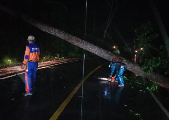 Hati-hati, Ada Tanah Longsor, Pohon dan Tiang PLN Tumbang Tutupi Jalinbar Bangkunat Pesisir Barat Lampung