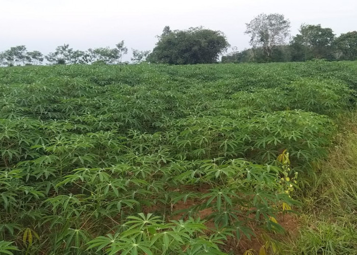 Petani di Tubaba Keluhkan Harga Singkong Turun Drastis