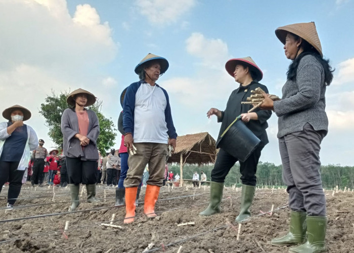 Ngadu ke Ketua DPR RI, Petani Minta Ada Standar Harga Singkong