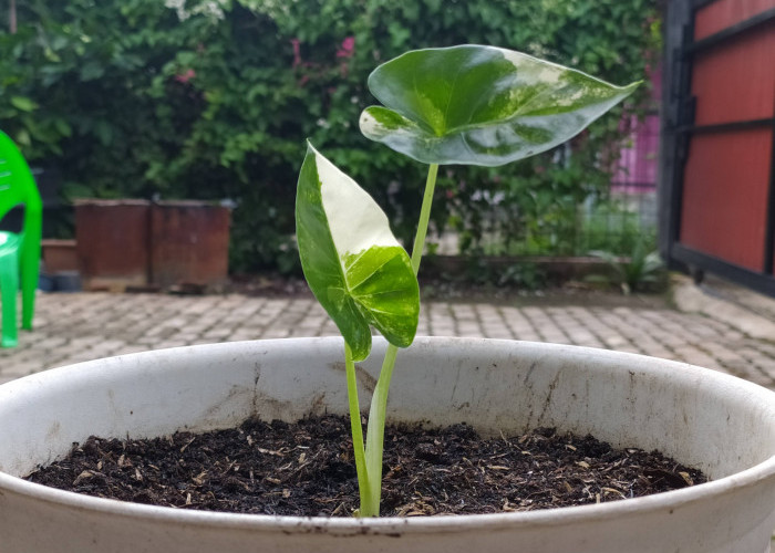 Si Daun Lebar yang Cantik, Alocasia Macrorrhiza Variegata