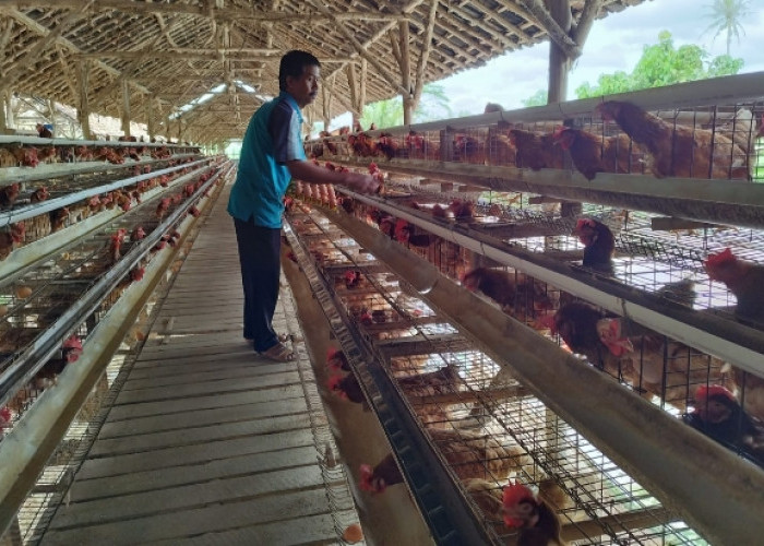 Berkat Program BRI KlasterkuHidupku, Peternak Klaster Usaha Mandiri Makmur Lampung Sejahtera