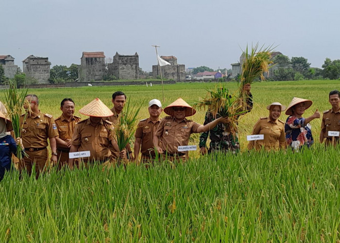 Panen Padi di Kelurahan Mulyosari Kota Metro Lampung Hasilkan Rp 9 Miliaran Rupiah