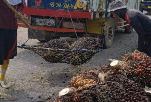 Harga Sawit Terjun Bebas, Nilainya Bikin Petani Menangis