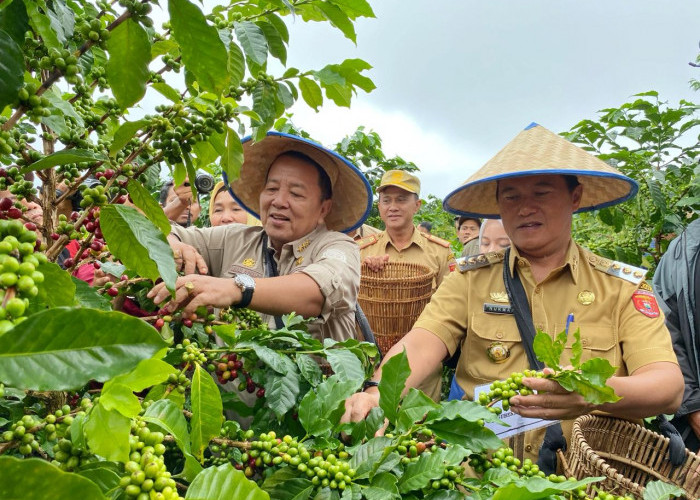 Gubernur Arinal Djunaidi Panen Kopi Arabika di Lampung Barat