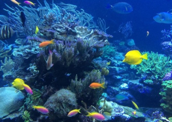 Wisata Bahari di Sulawesi Tenggara yang Wajib Dikunjungi