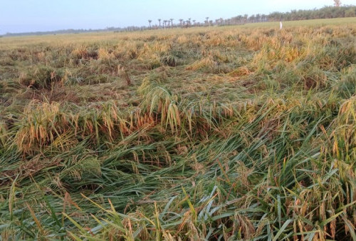 Duh... Diterjang Angin Kencang Disertai Hujan Deras, Tanaman Padi Siap Panen Rusak Berat