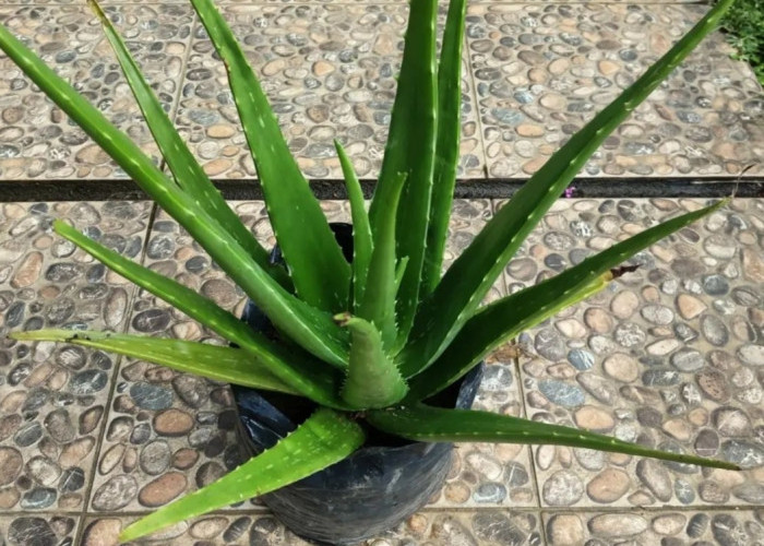Mari Budidaya Aloe Vera di Rumah, Satu Tanaman Seribu Manfaat, Salah Satunya ...