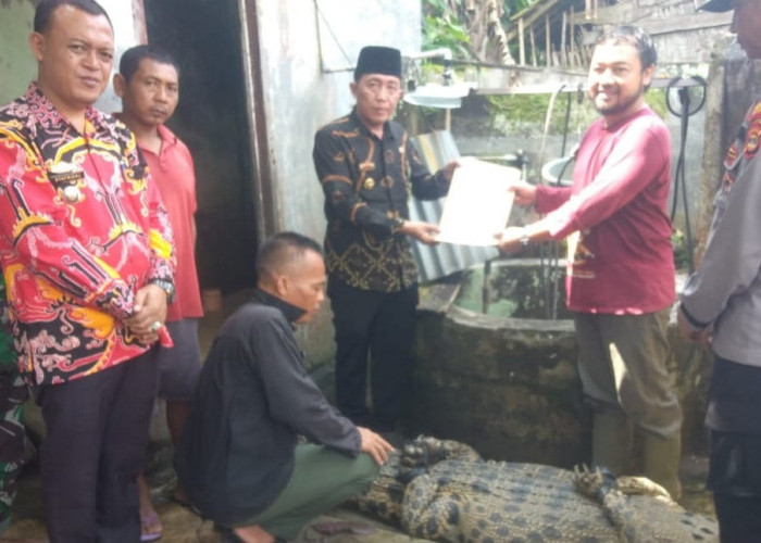 Penangkapan Buaya di Semaka Tanggamus Lampung, Begini Kondisinya