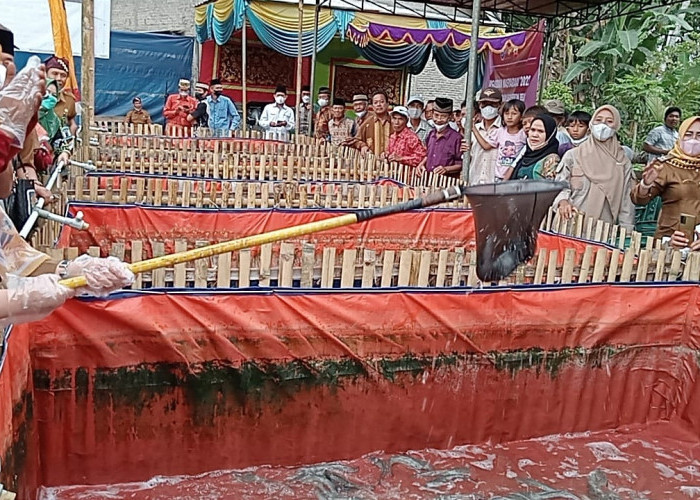 Panen Perdana Budidaya Ikan Lele, Ini Pesan Bupati Tanggamus 