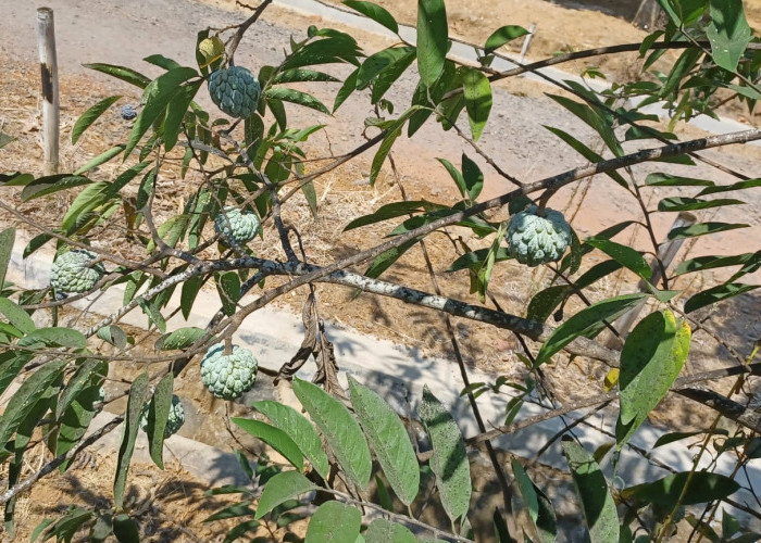 Belum Banyak yang Tahu, Ini 10 Manfaat Buah Srikaya untuk Kesehatan