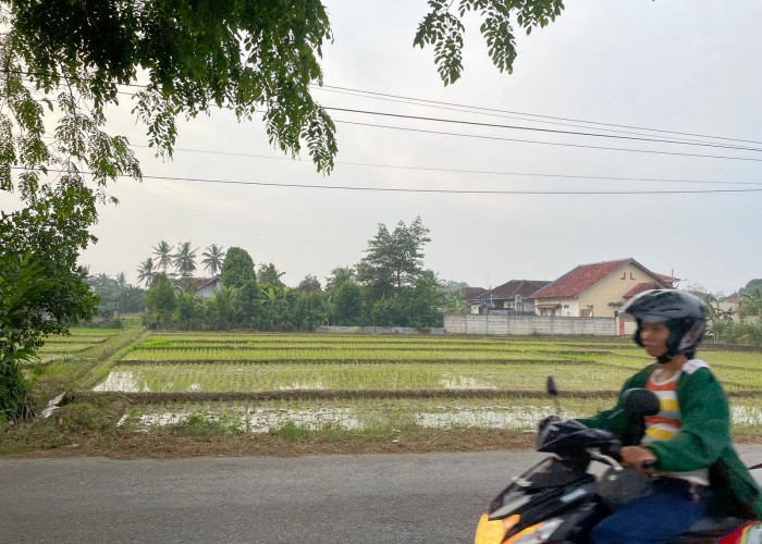 Miris! Setiap Tahun Lahan Pertanian Sawah di Metro Beralih Fungsi