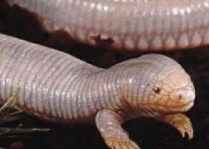 Diutus Sebagai Pembawa Pesan Kiamat Hingga Bisa Berbicara dengan Manusia, Hewan Apa?
