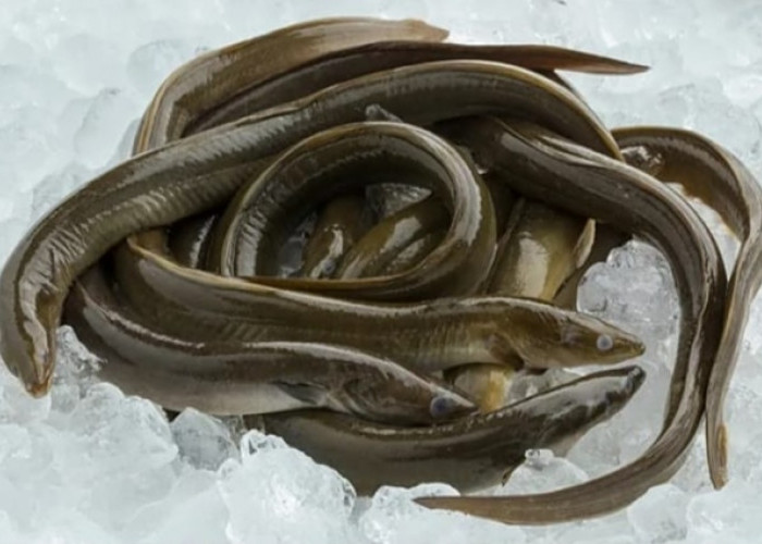 Sidat, Ikan Mirip Belut Ini Ternyata Kaya Manfaat, Apa Saja?