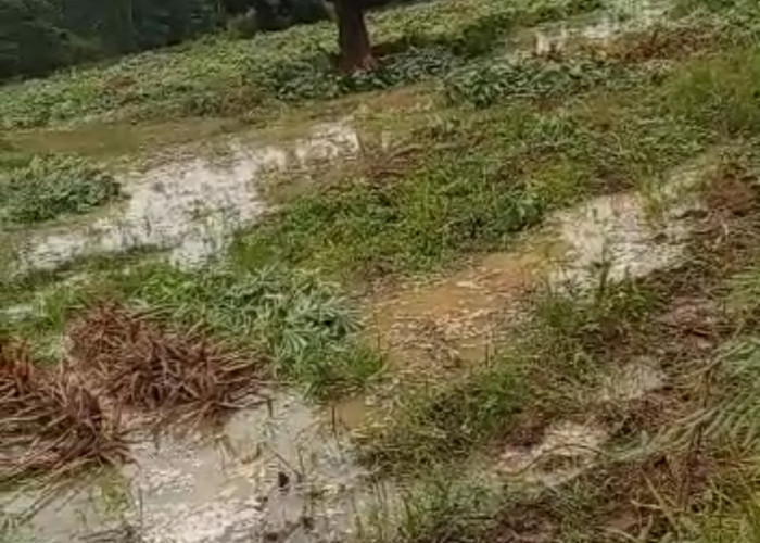 Sungai Meluap, Lahan Singkong di Tubaba Gagal Panen