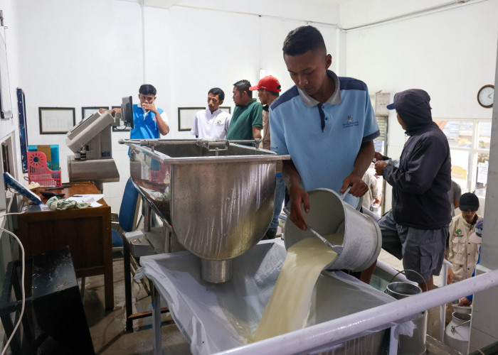 KPSP Setia Kawan Meraih Miliaran Rupiah dari Hasil Memerah Susu Sapi