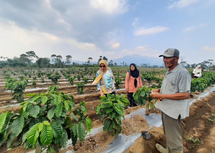 Pemprov Lampung Ajak Petani Kopi Terapkan Sistem Pagar