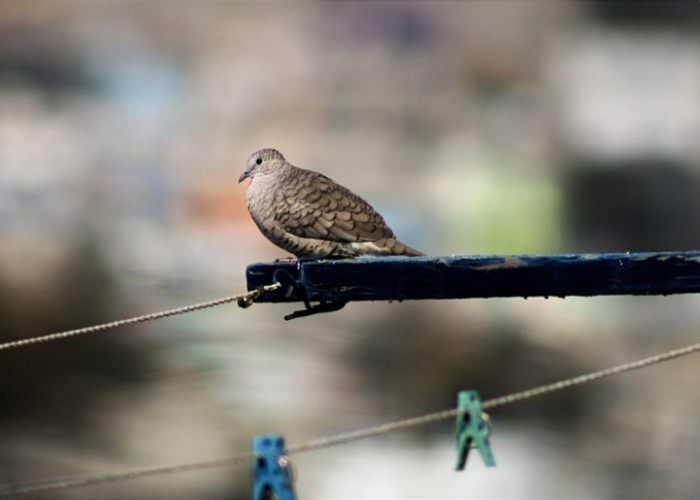 6 Pertanda Burung Perkutut Masuk Rumah, Nomor 3 Bikin Merinding 