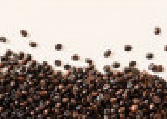 Check the Facts About West Lampung Coffee Bean Production 