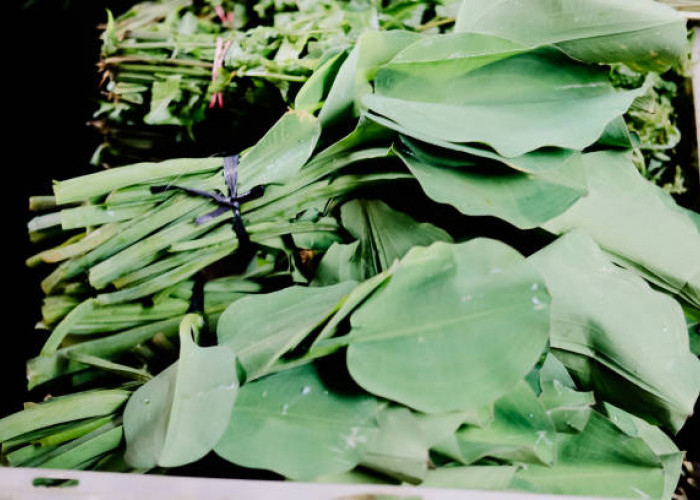 Tidak Sepopuler Bayam dan Kangkung, Ini Manfaat dari Sayur Genjer, Baik untuk Kesehatan 