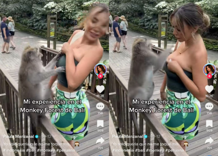 Viral Monyet di Monkey Forest Ubud Plorotin Baju Mantan Miss Peru Paula Manzanal