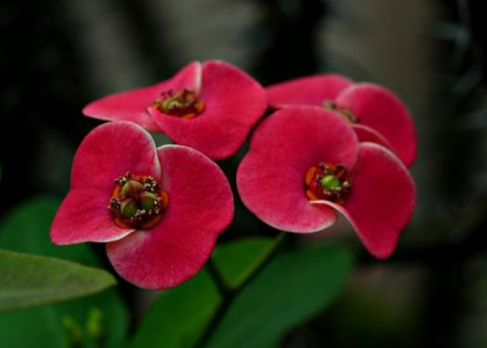 Euphorbia, si Cantik Berduri Penyembuh Luka