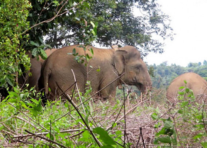 Kawanan Gajah Pindah Lokasi, Terpantau di Daerah Ini 
