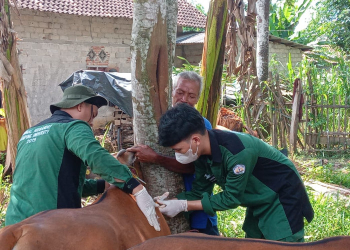 Ada Dua Sapi di Mesuji Terjangkit Penyakit LSD, Ini yang Dilakukan Dinas Peternakan