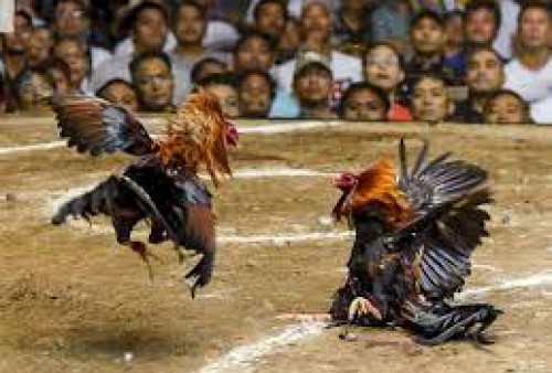 Pak Polisi, Warga Way Kanan Keluhkan Maraknya Sabung Ayam Nih