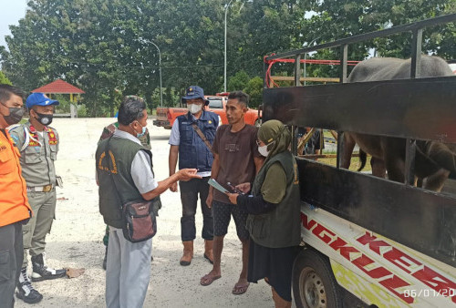 Pemeriksaan Posko Keswan Pugung, Belum Ada Hewan Terindikasi PMK 