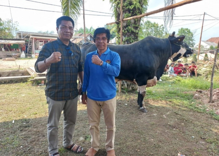 Sapi Kurban Milik Presiden Joko Widodo Tiba di Desa Sritanjung, Bobotnya Bikin Kaget!