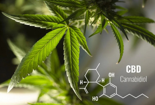 Menkes Beri Izin Pemakaian Ganja untuk Penelitian, Simak Penjelasan Lengkapnya!