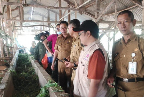 Bertambah 42 Ekor, PMK di Tulang Bawang Kini Sentuh 421 Kasus