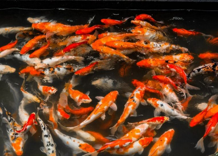 Jangan Asal Campur! Ini 5 Jenis Ikan yang Bisa Hidup Damai Bareng Koi