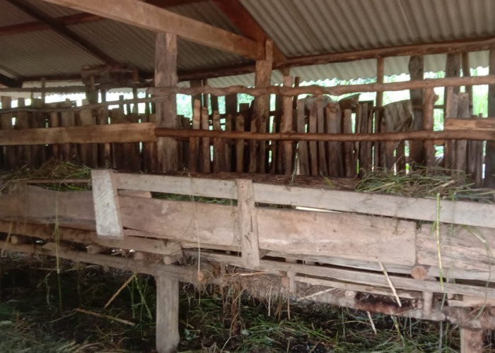 Pagi Hari, 10 Kambing Warga Banjar Margo Digondol Maling, Pelaku Sempat Dilihat Tetangga