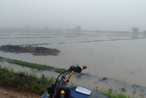 Lapor Pak, Petani Karang Agung Sangat Butuh Irigasi