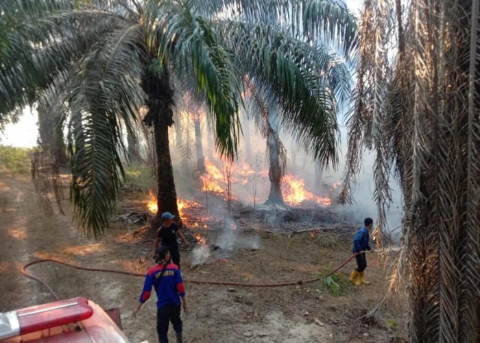Kemarau Panjang, Kasus Kebakaran di Tulang Bawang Meningkat Dua Kali Lipat dalam Satu Bulan