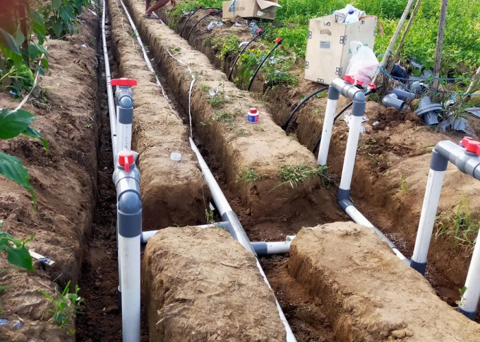 7 Hal Penting Dalam Membuat Irigasi Tetes, Solusi Agar Tanaman Tetap Subur Saat Kemarau