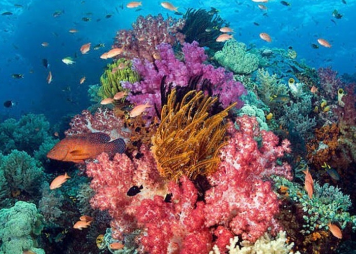 10 Destinasi Wisata Manado Sulawesi Utara yang Terkenal, Mulai dari Taman Nasional sampai dengan Museum
