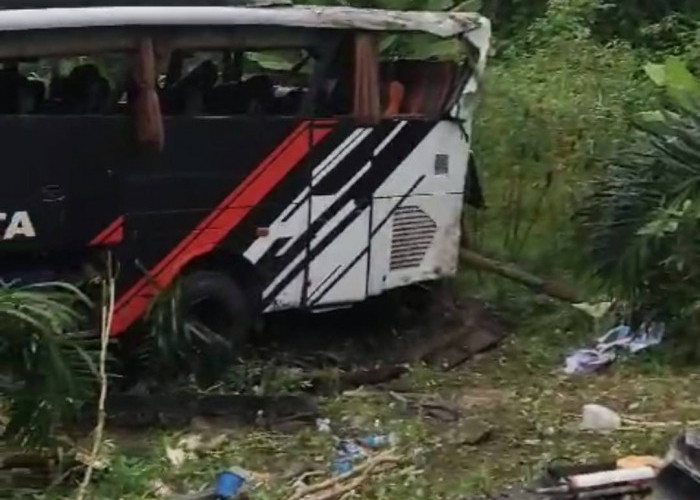 Bus Study Tour MIN 1 Pesisir Barat Lampung Masuk Jurang di Jalinbar Tanggamus, Begini Kondisinya