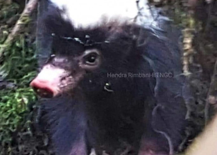 Sangat Unik, Hewan Ini Pertahankan Diri dengan Buang Angin