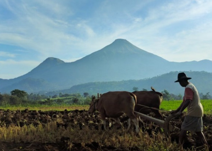 Sektor Prioritas Penyaluran KUR Bank Mandiri, Lengkap Dengan Akumulasi Plafon Pinjaman Jenis KUR
