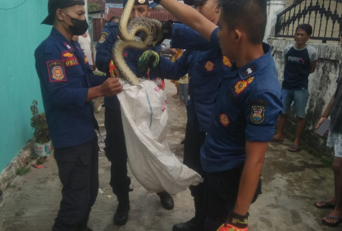 Ular Sanca Sepanjang 1,5 Meter Ngumpet Dirumah Warga, Alhamdulillah Bisa Dievakuasi..